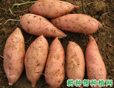 我国最新红薯品种介绍
